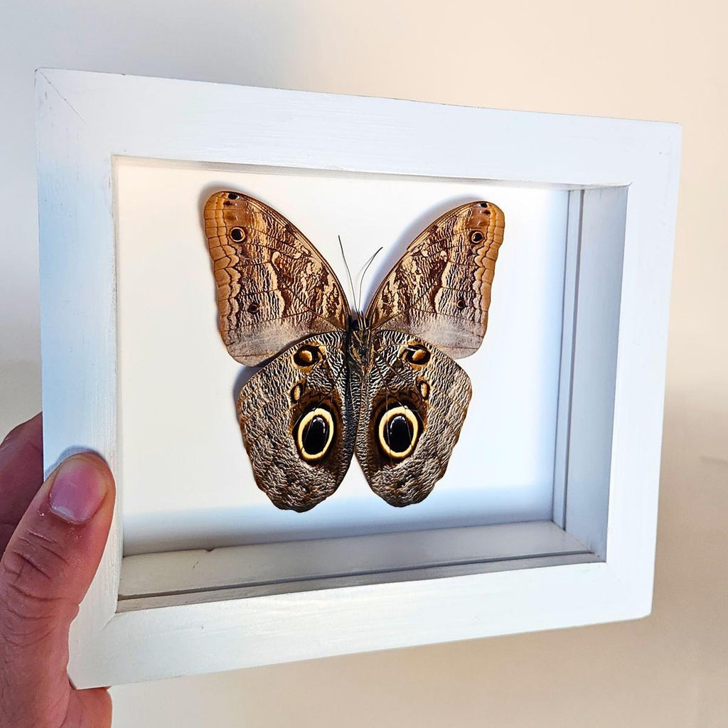 Owl Butterfly