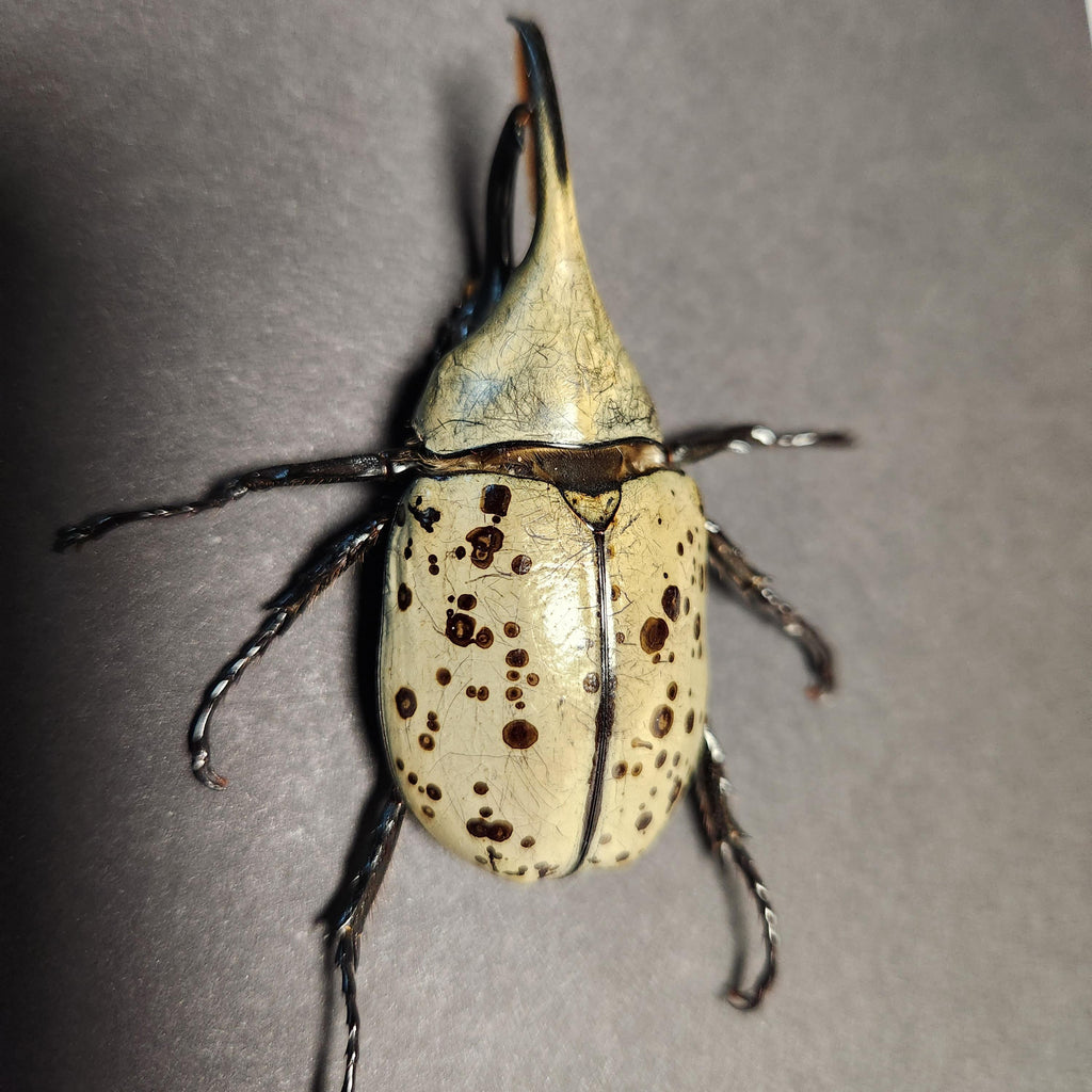 Real Hercules Beetle