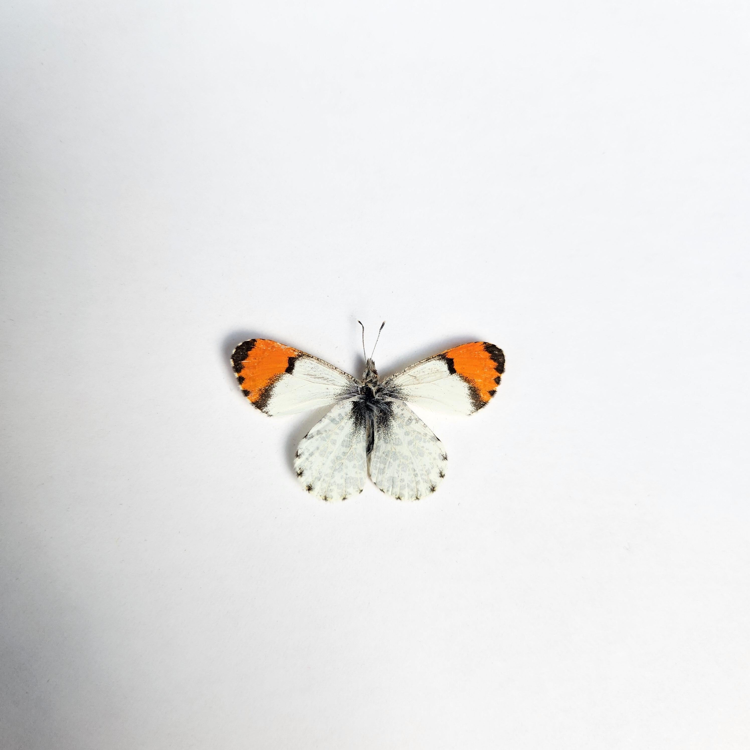 Orange Tip Butterfly