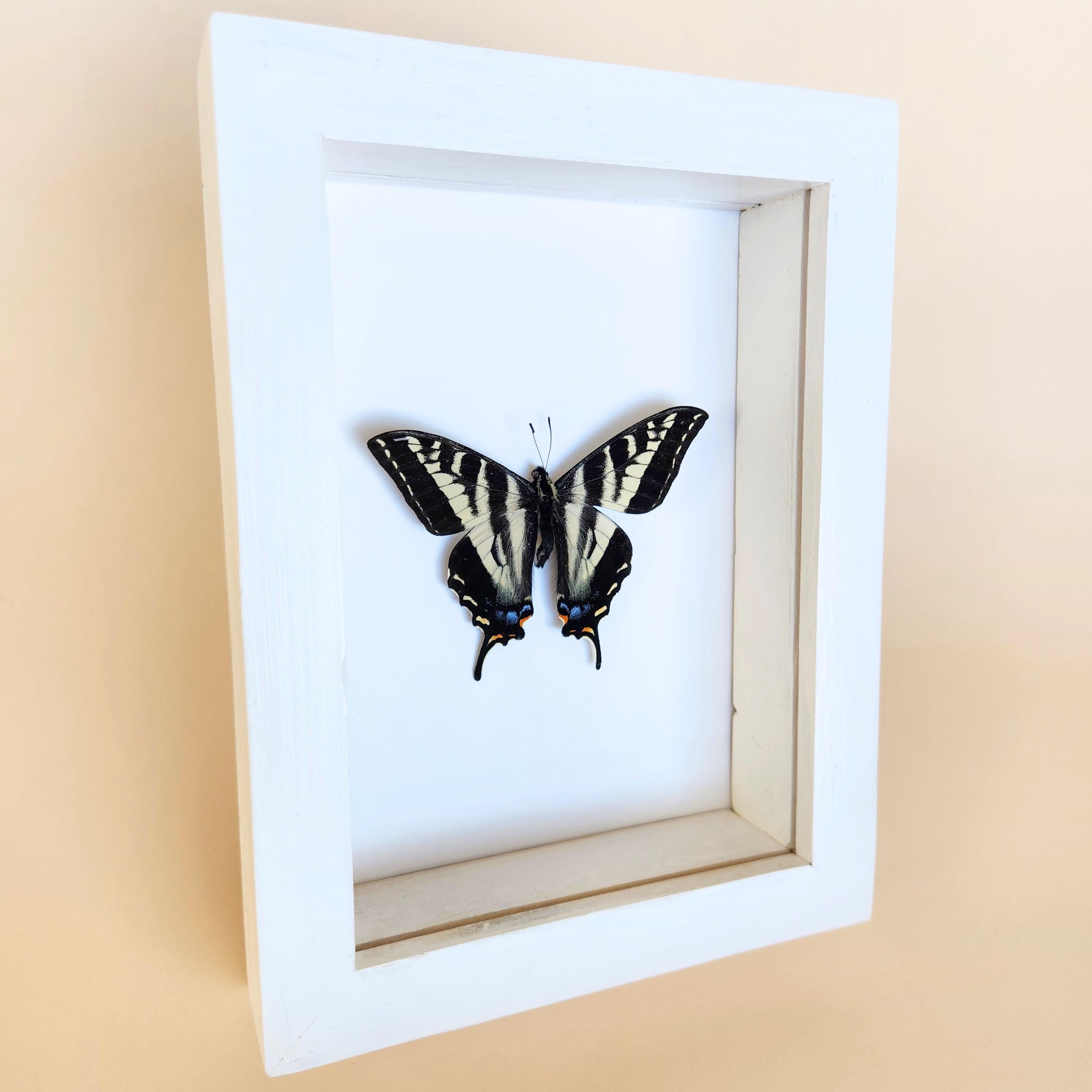 Real Pale Swallowtail Butterfly