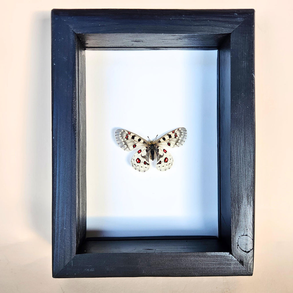 Real Rocky Mountain Parnassian Butterfly
