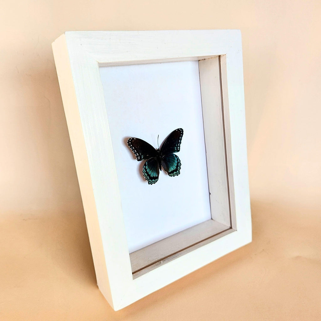 Real Red Spotted Purple Butterfly