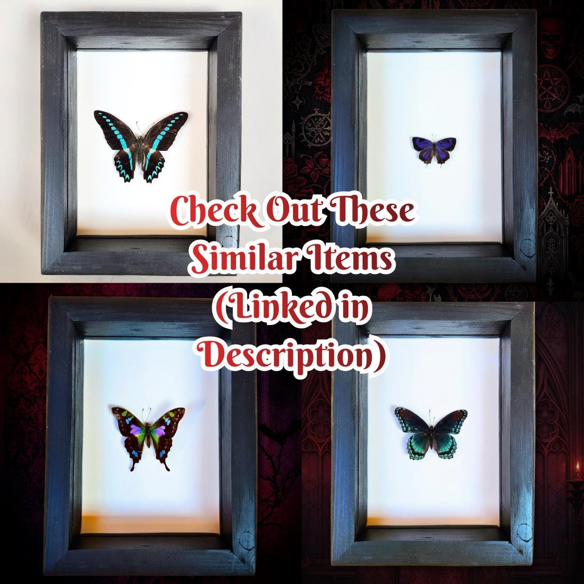 Real Madagascan Sunset Moth