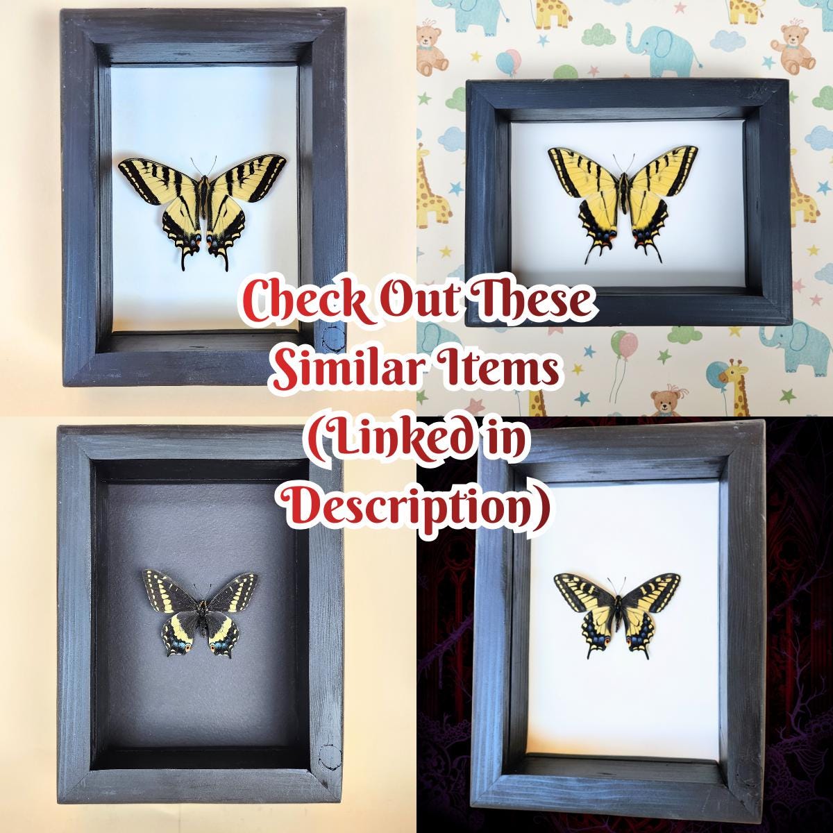 Real Pale Swallowtail Butterfly