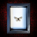 Real Rocky Mountain Parnassian Butterfly