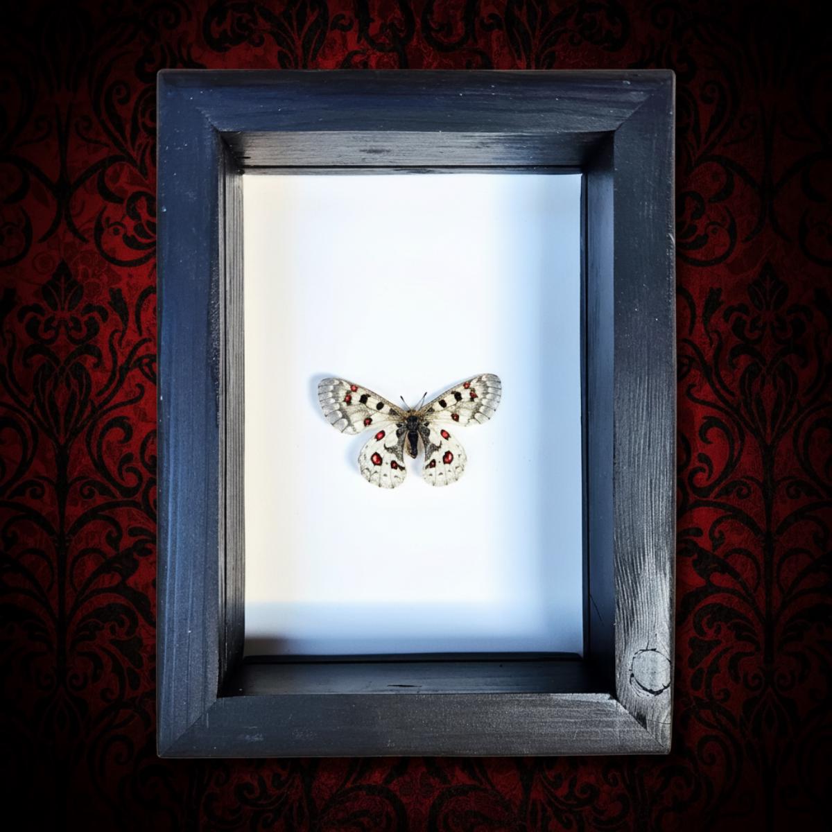 Real Rocky Mountain Parnassian Butterfly