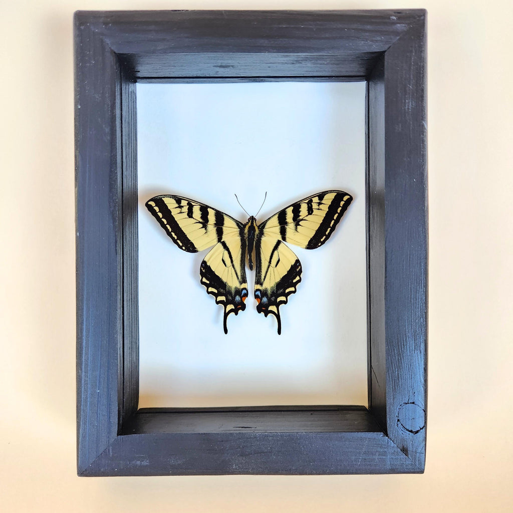 Western Tiger Swallowtail Butterfly