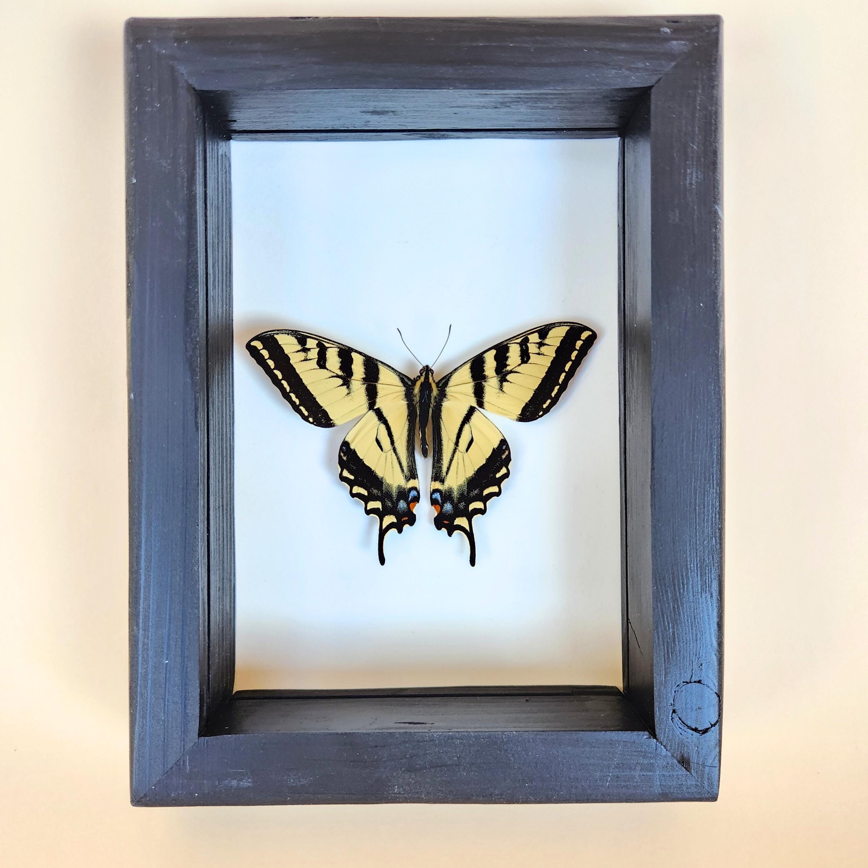 Western Tiger Swallowtail Butterfly