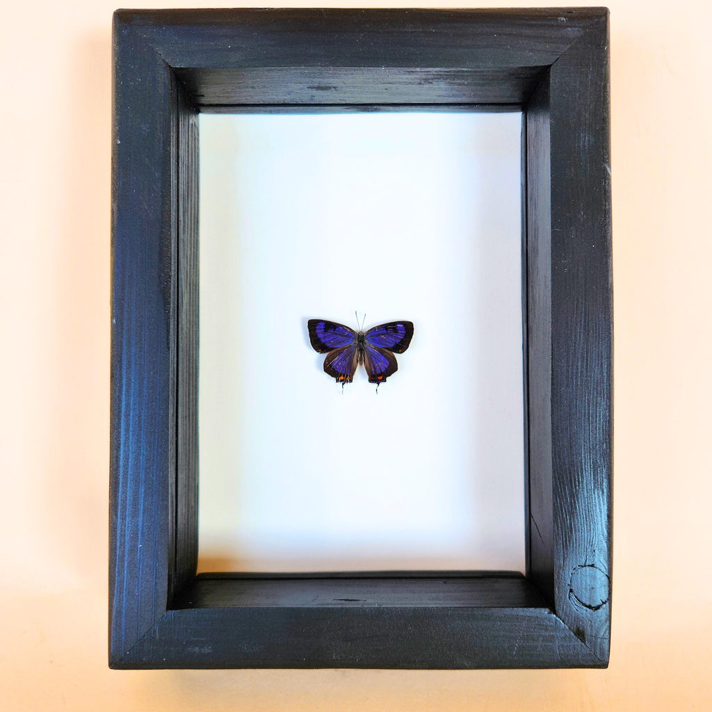 Rare Colorado Hairstreak Butterfly
