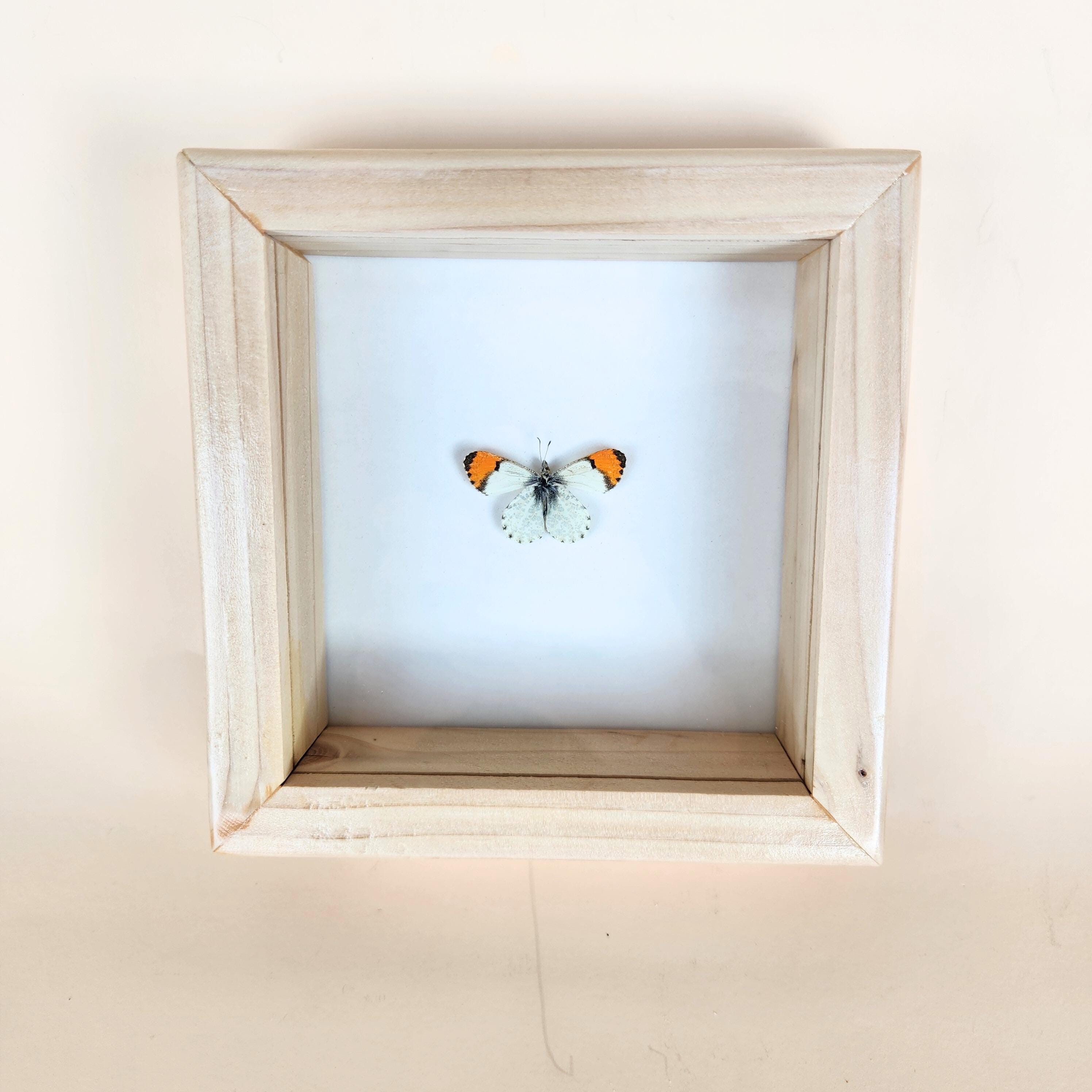 Orange Tip Butterfly