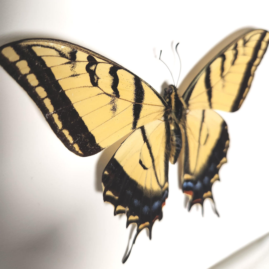 Real Two-Tailed Swallowtail Butterfly