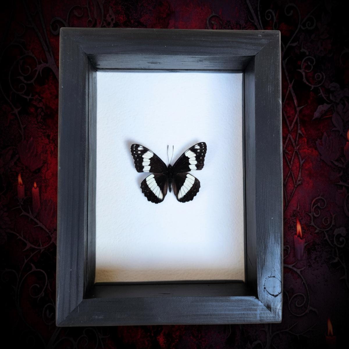 Real Weidemeyer's Admiral Butterfly
