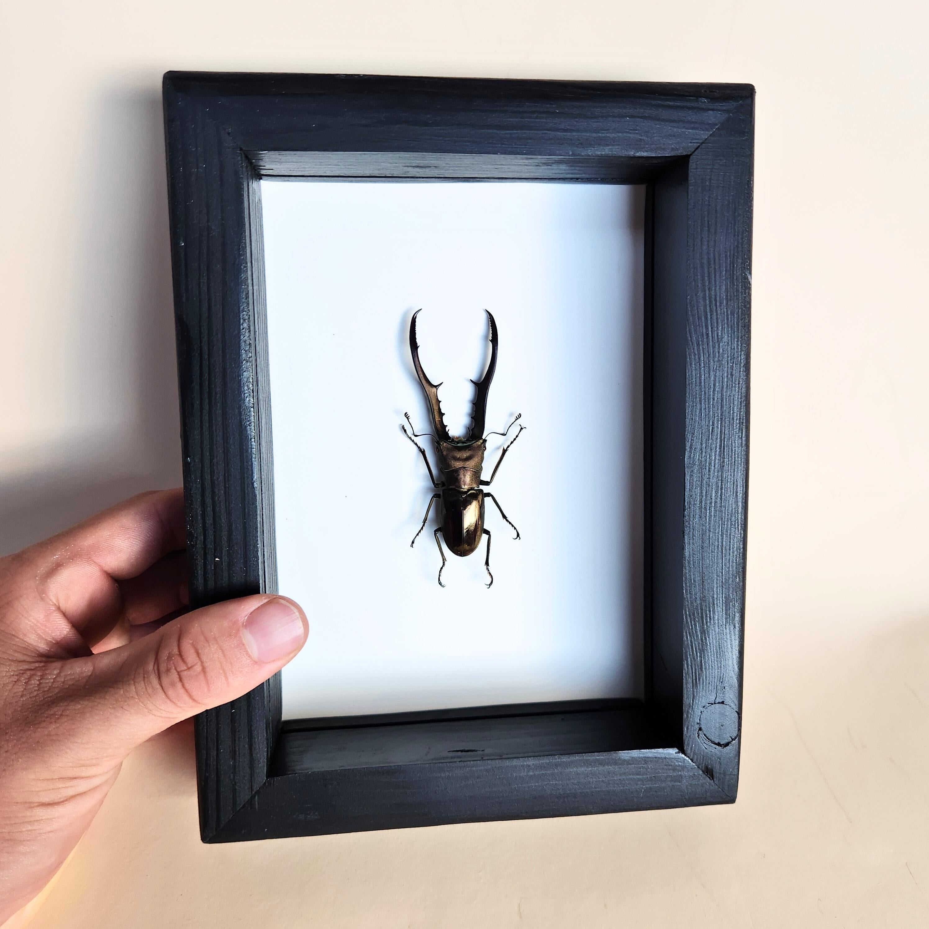 Real Giant Stag Beetle