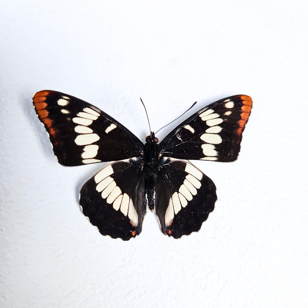 Real Lorquin's Admiral Butterfly