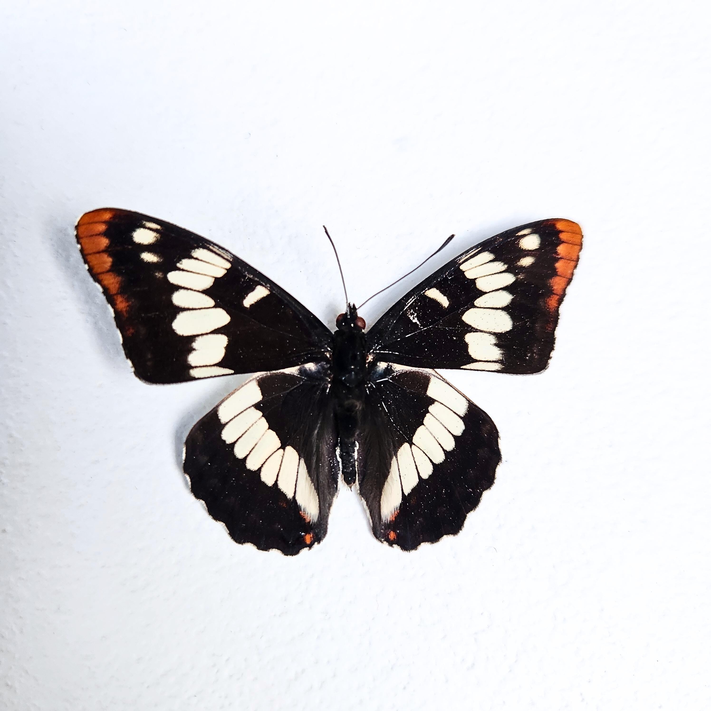 Real Lorquin's Admiral Butterfly