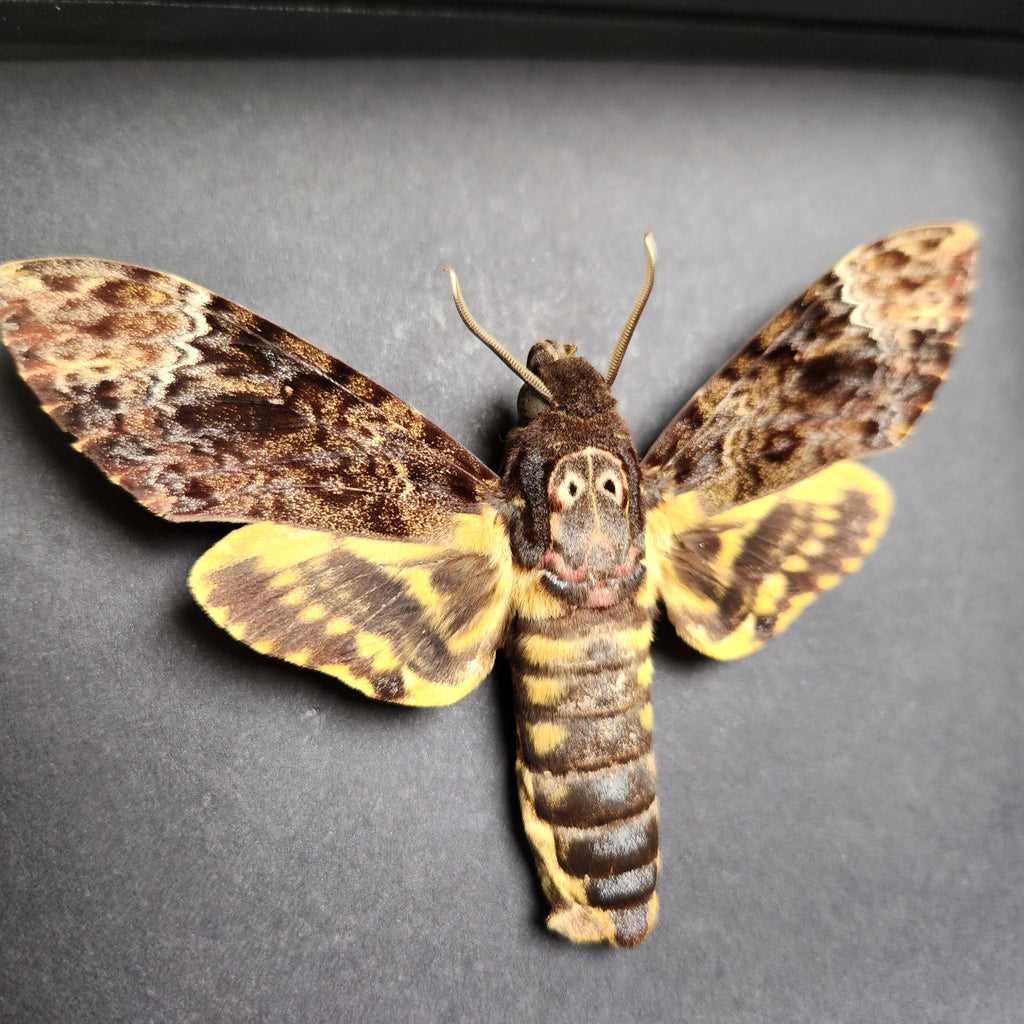 Real Death Head Hawkmoth