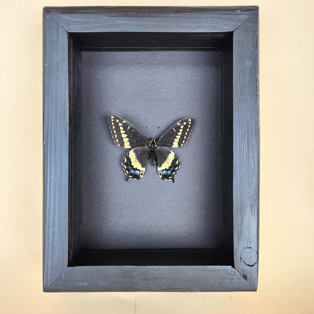 Real Indra Swallowtail