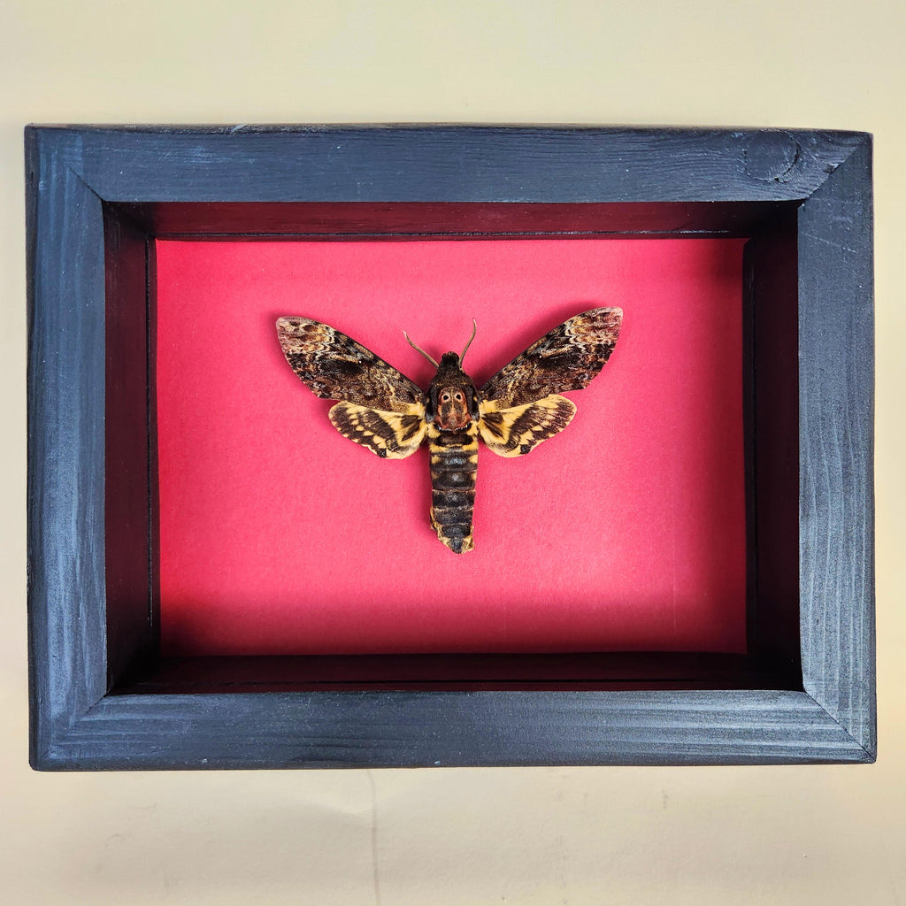 Real Death's Head Hawkmoth