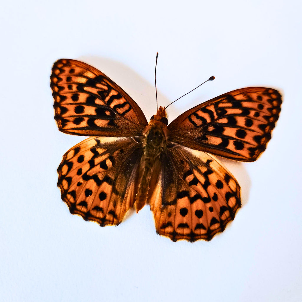 Real Great Basin Fritillary Butterfly