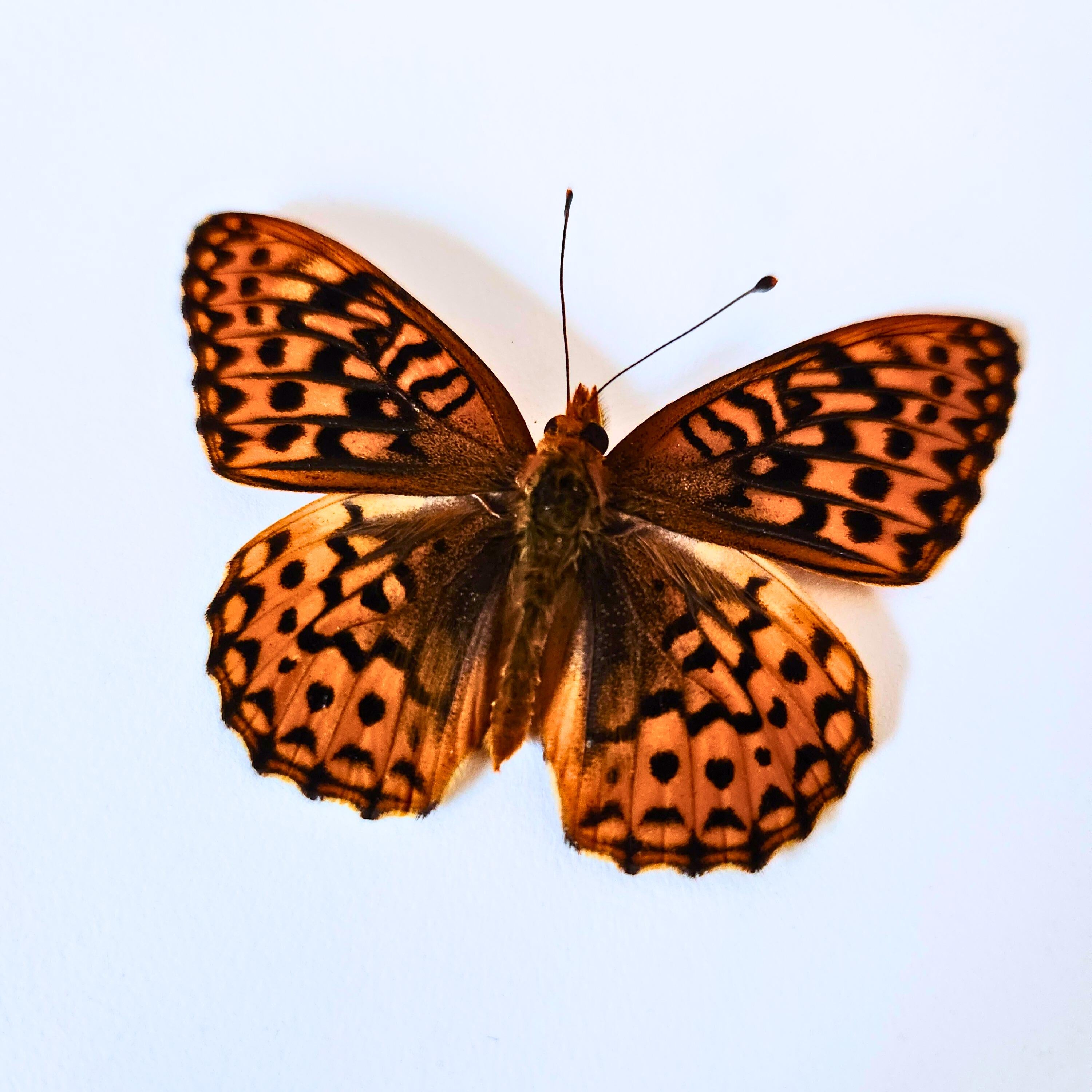 Real Great Basin Fritillary Butterfly