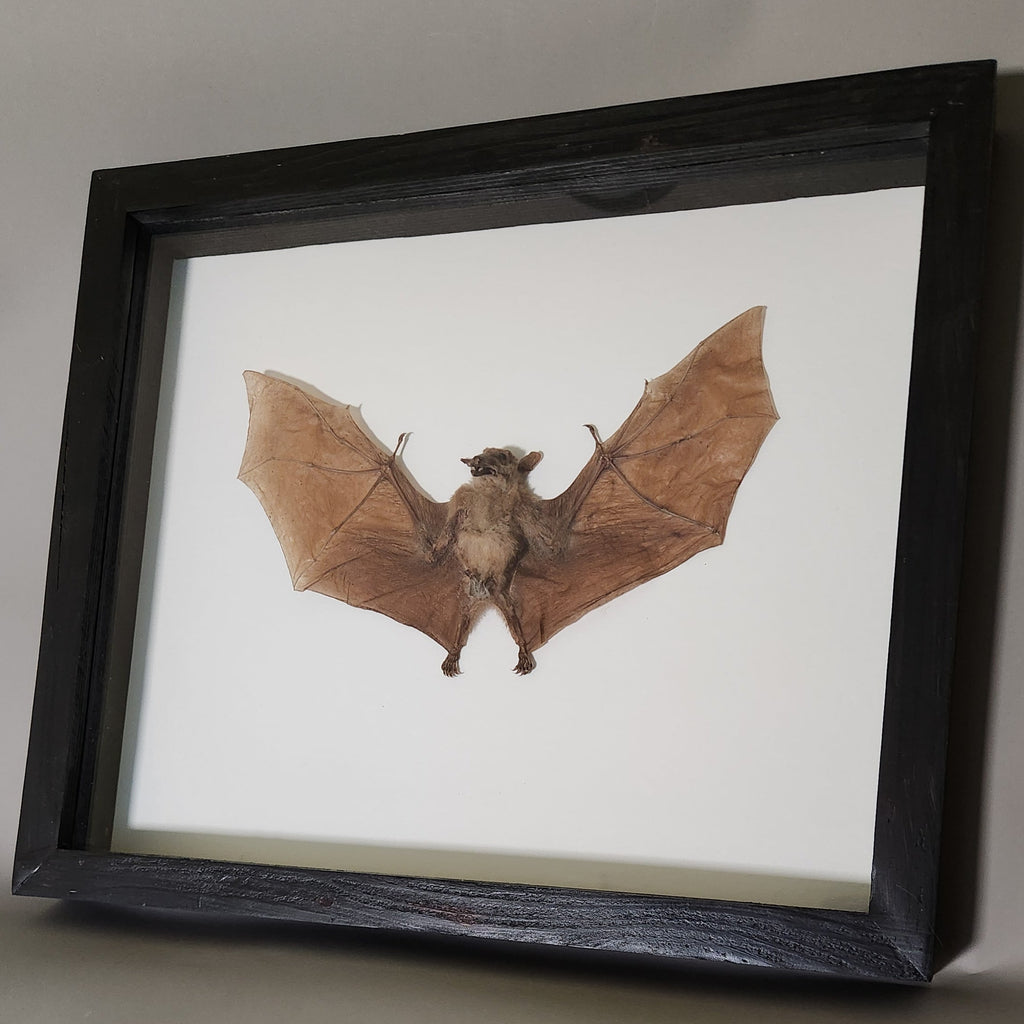 Macroglossus Bat