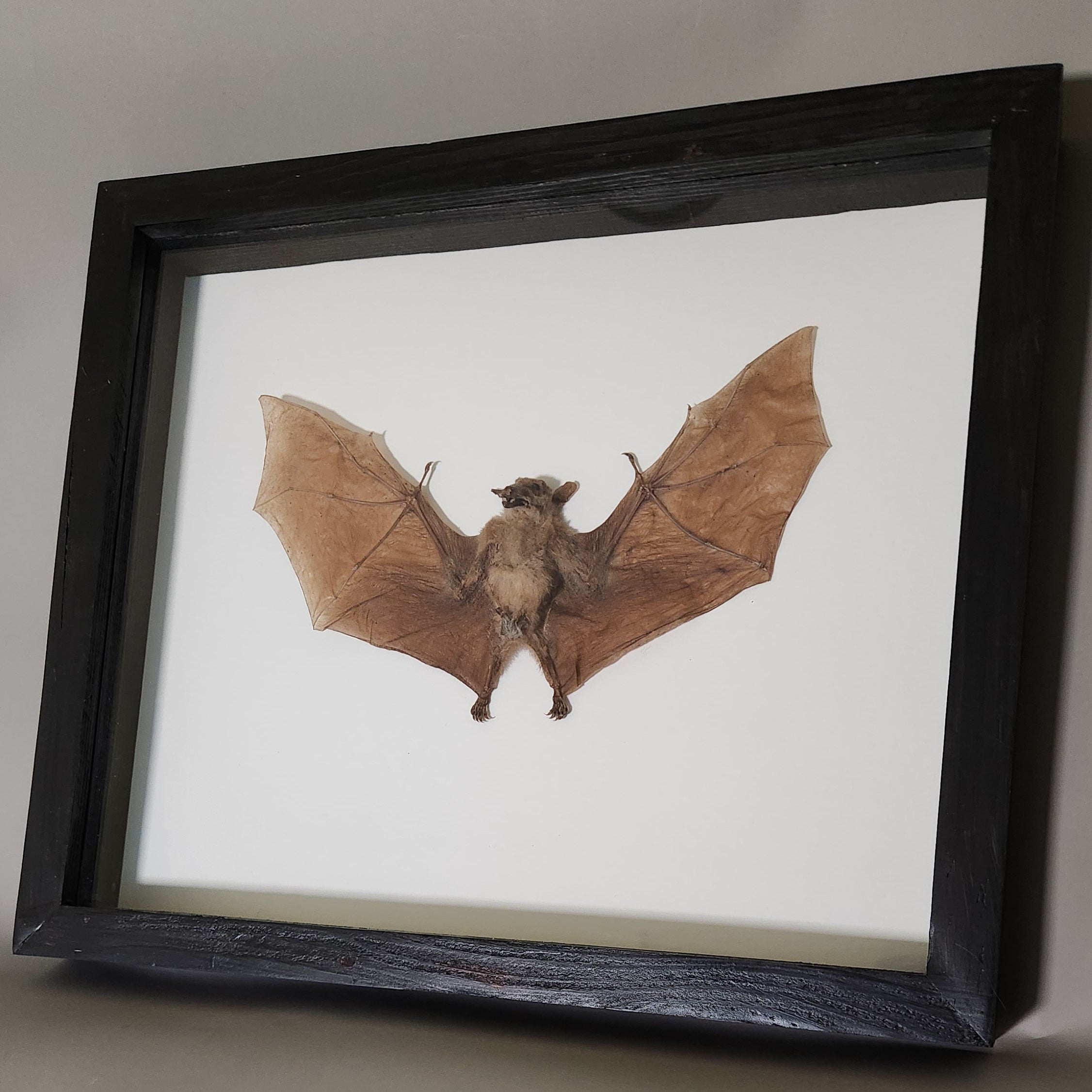 Macroglossus Bat