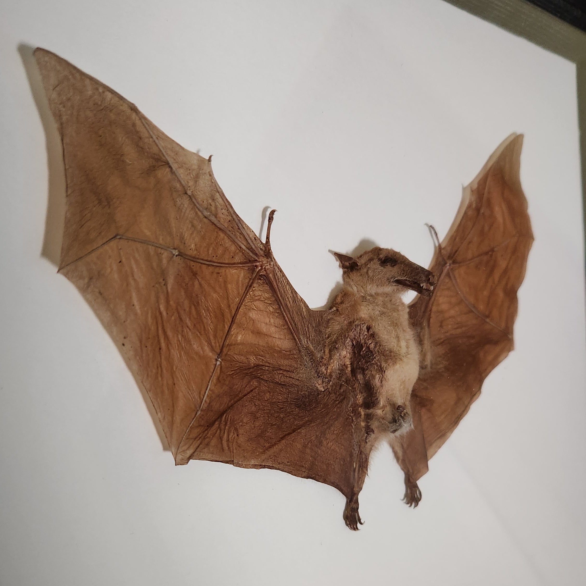 Macroglossus Bat