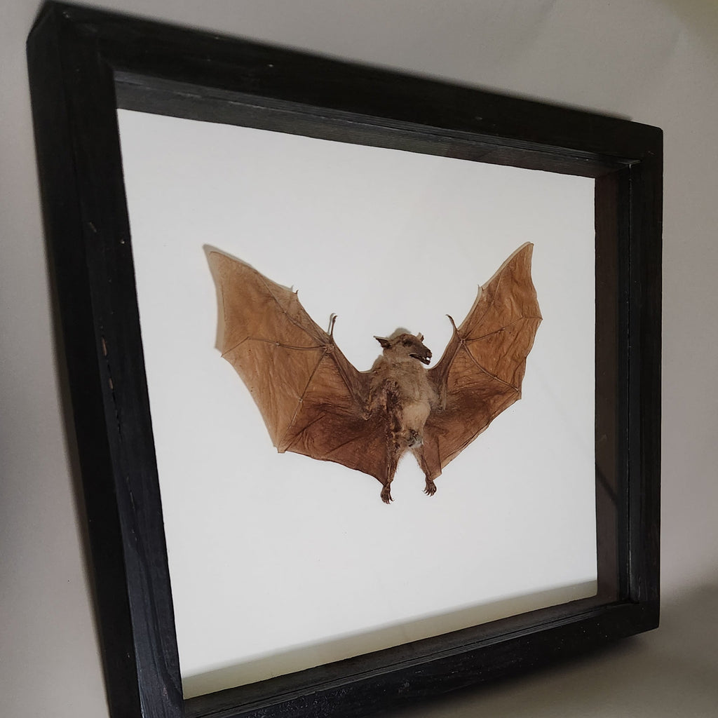 Macroglossus Bat