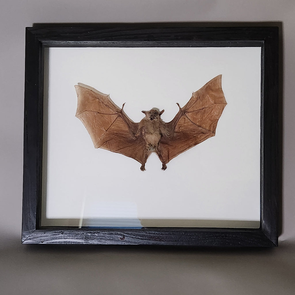Macroglossus Bat