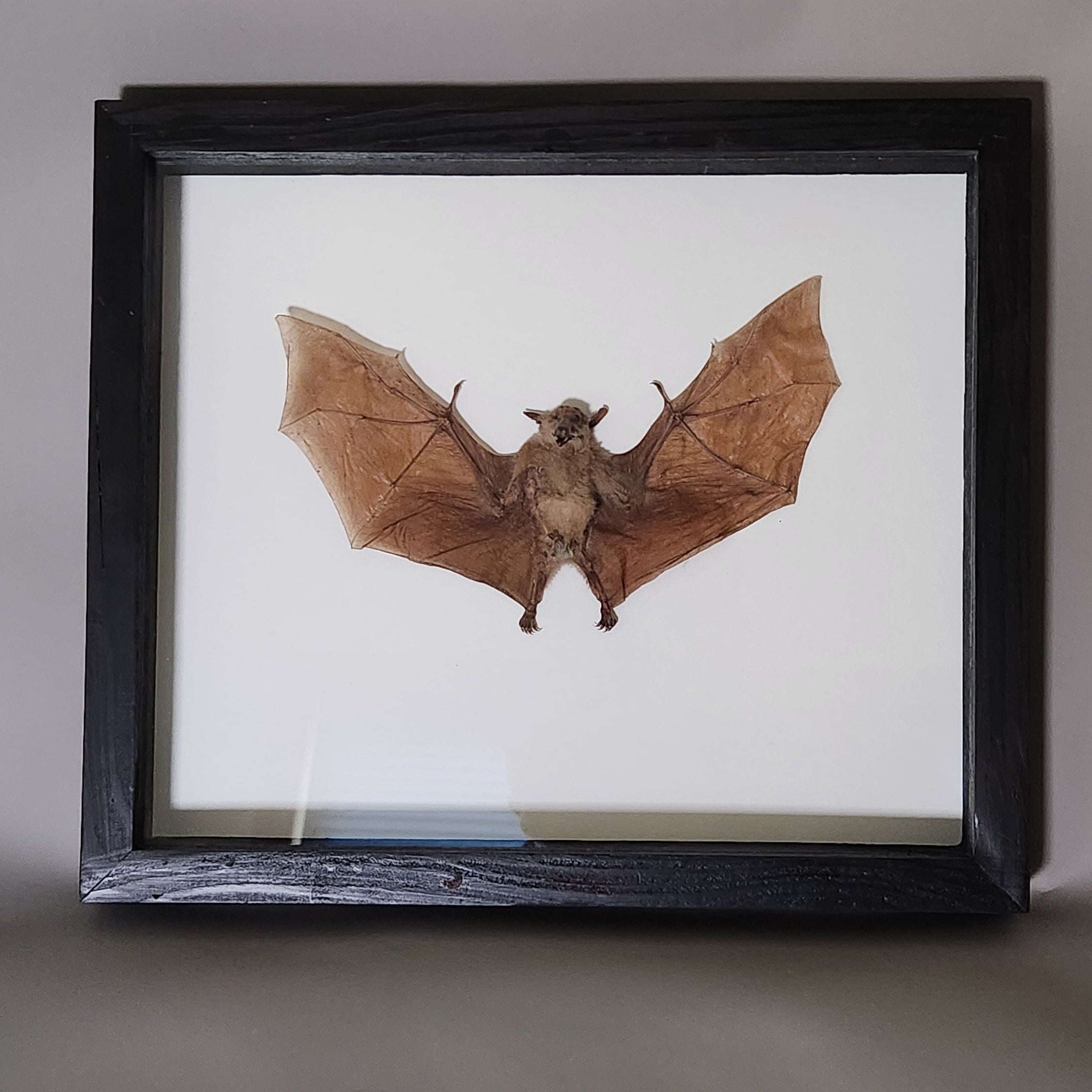 Macroglossus Bat
