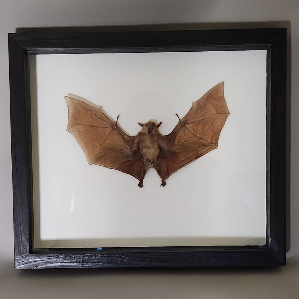 Macroglossus Bat