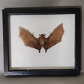 Macroglossus Bat
