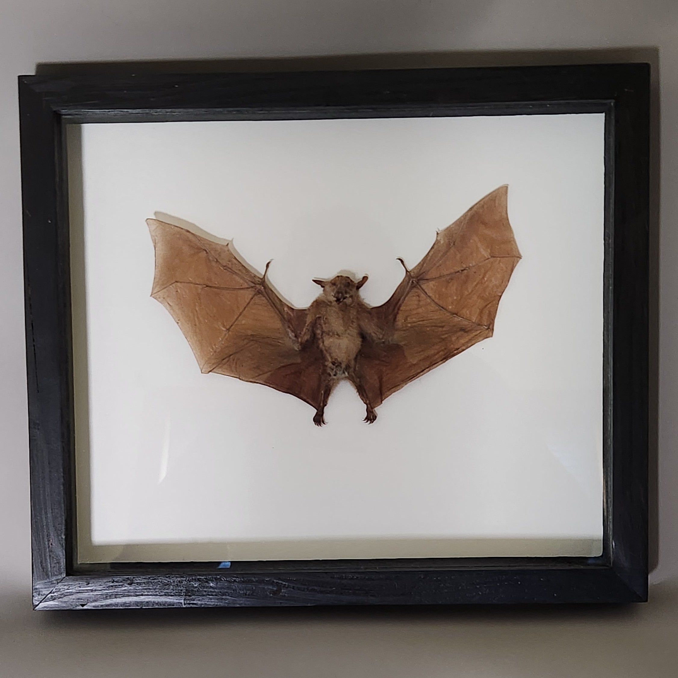 Macroglossus Bat