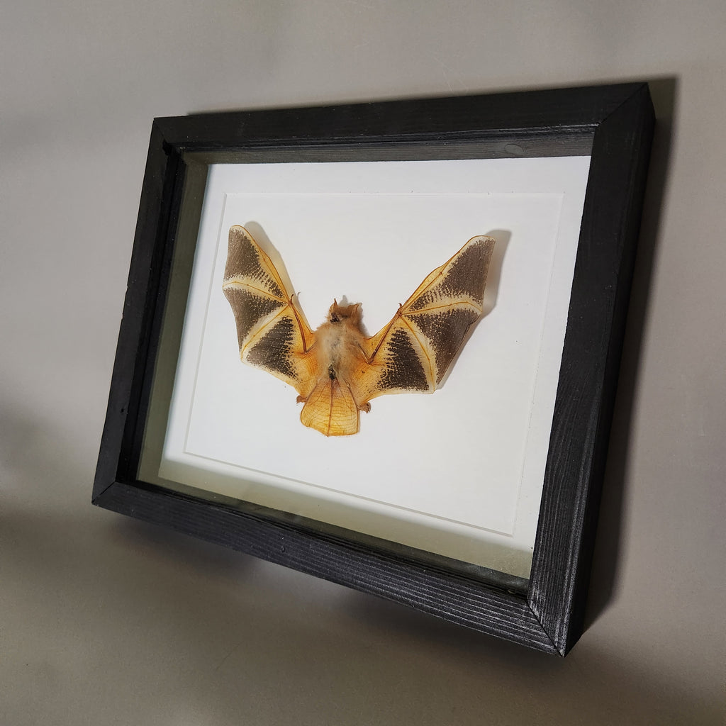 Painted Bat