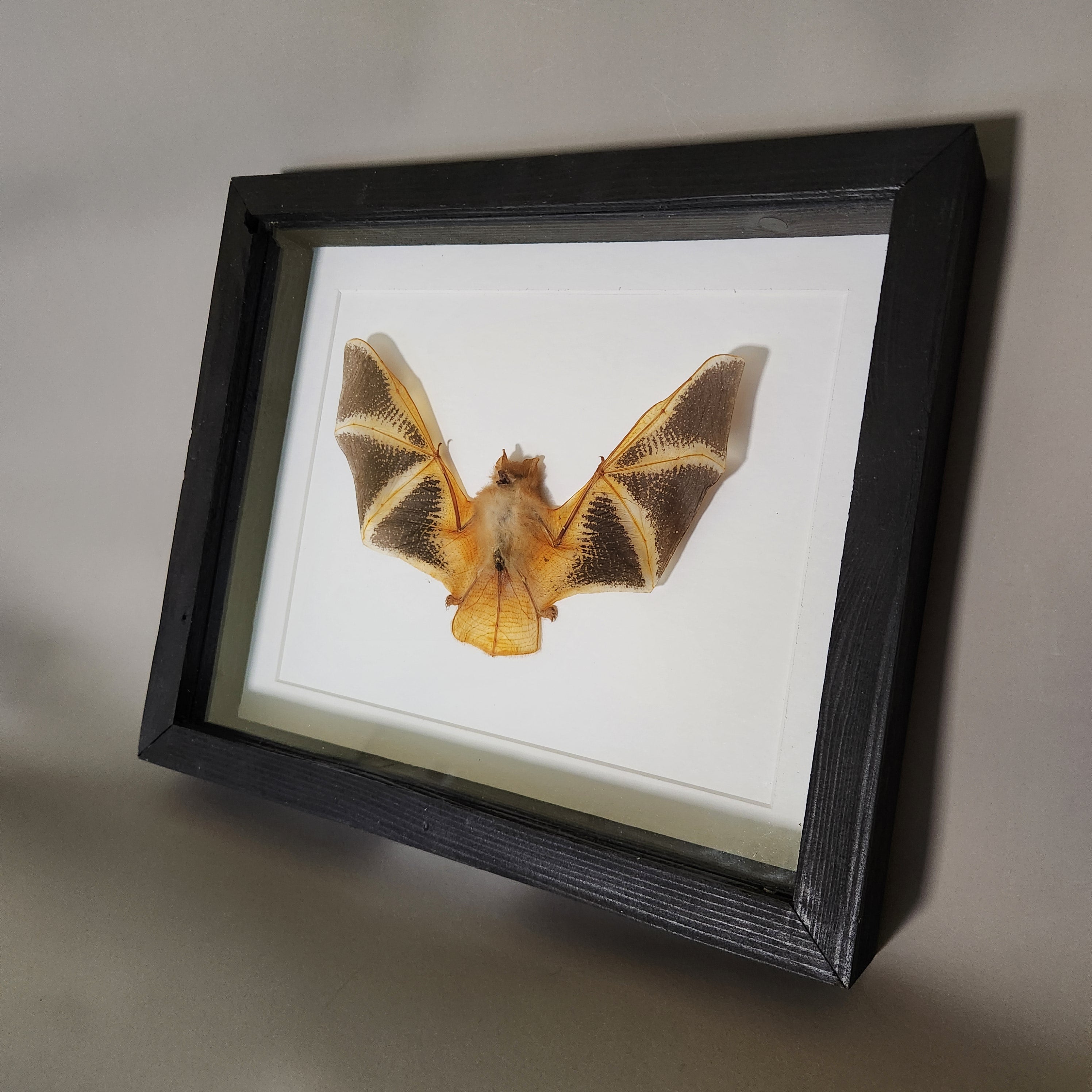 Painted Bat