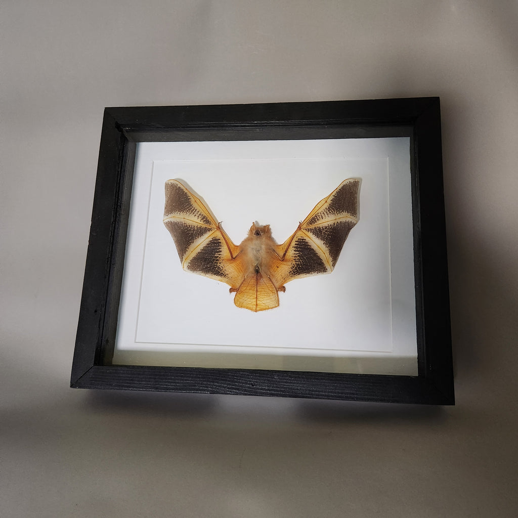Painted Bat