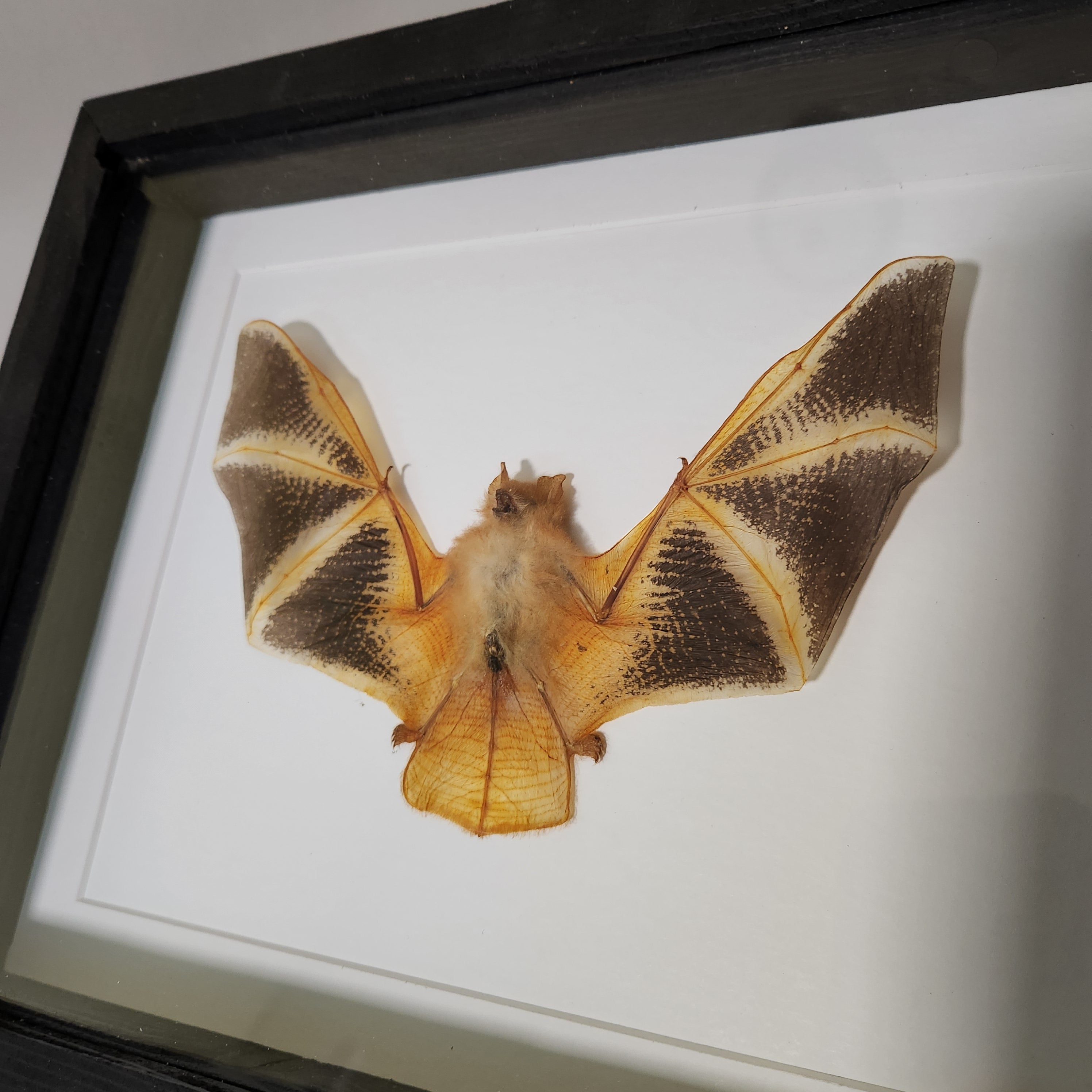 Painted Bat