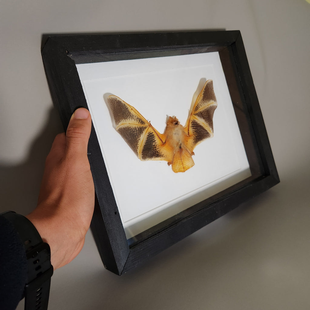 Painted Bat