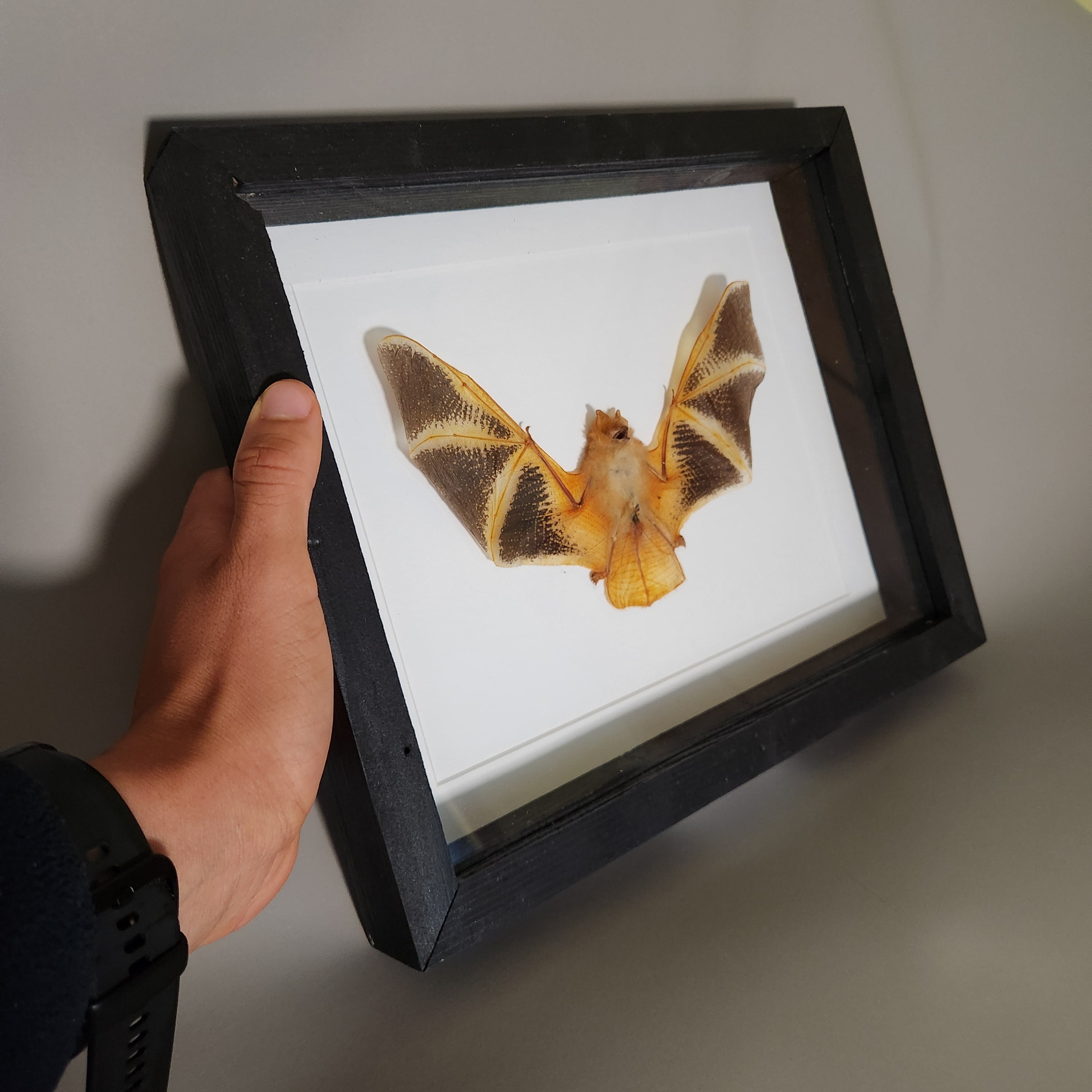 Painted Bat