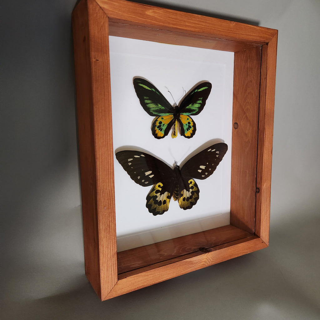 Rothschild Birdwing Pair (male and female)