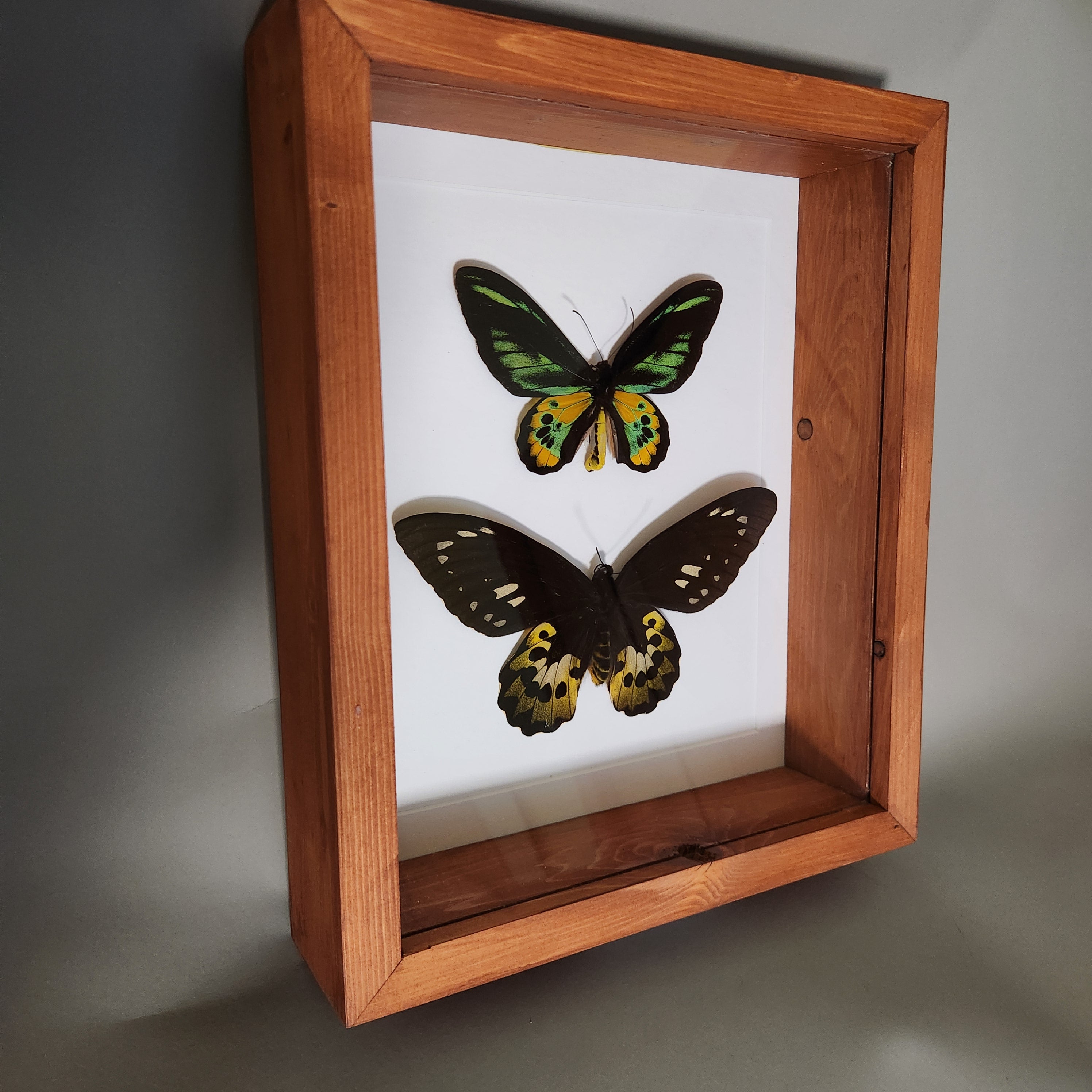 Rothschild Birdwing Pair (male and female)