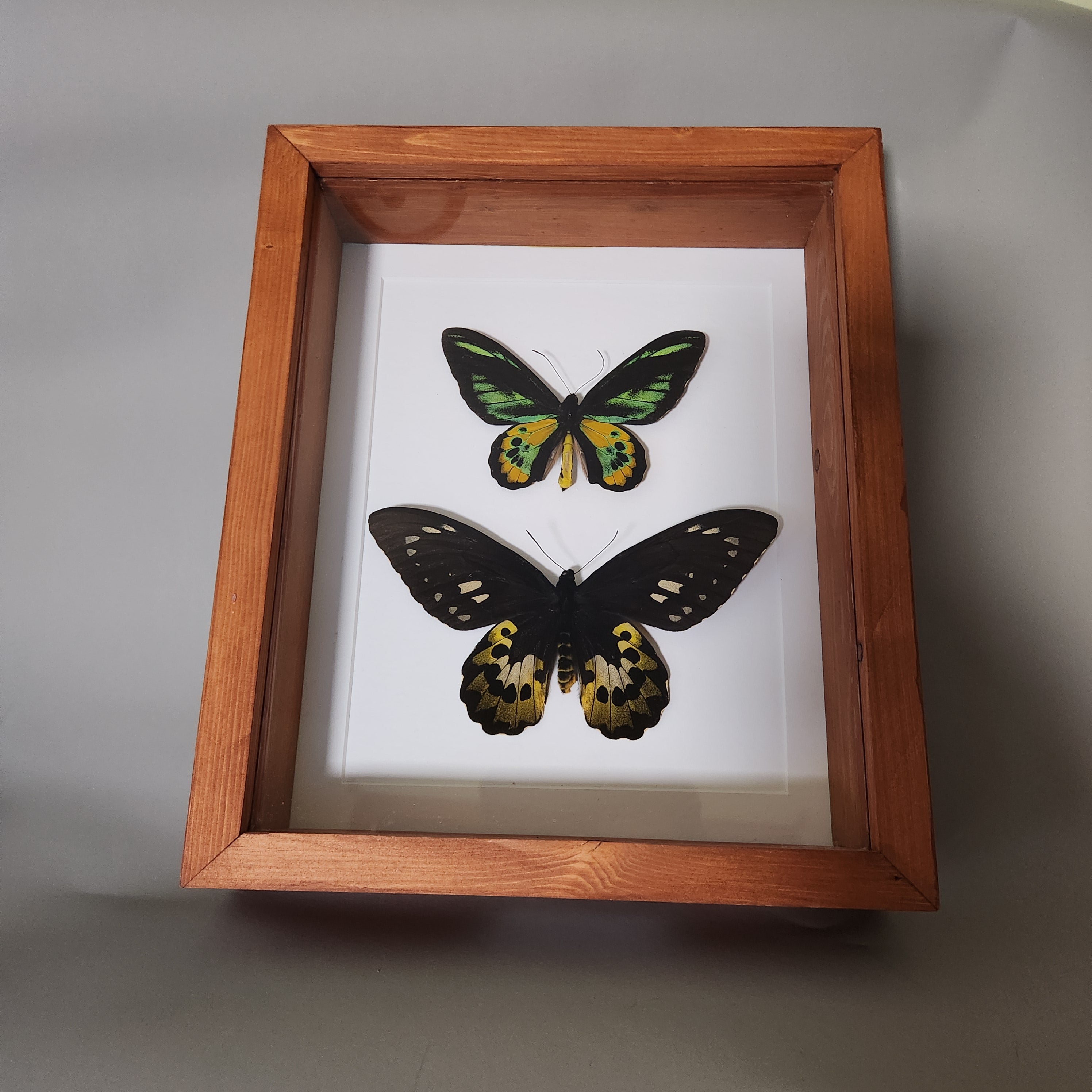 Rothschild Birdwing Pair (male and female)