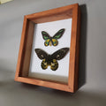 Rothschild Birdwing Pair (male and female)
