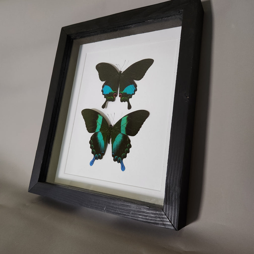Papilio Karna and Blumei Double Piece
