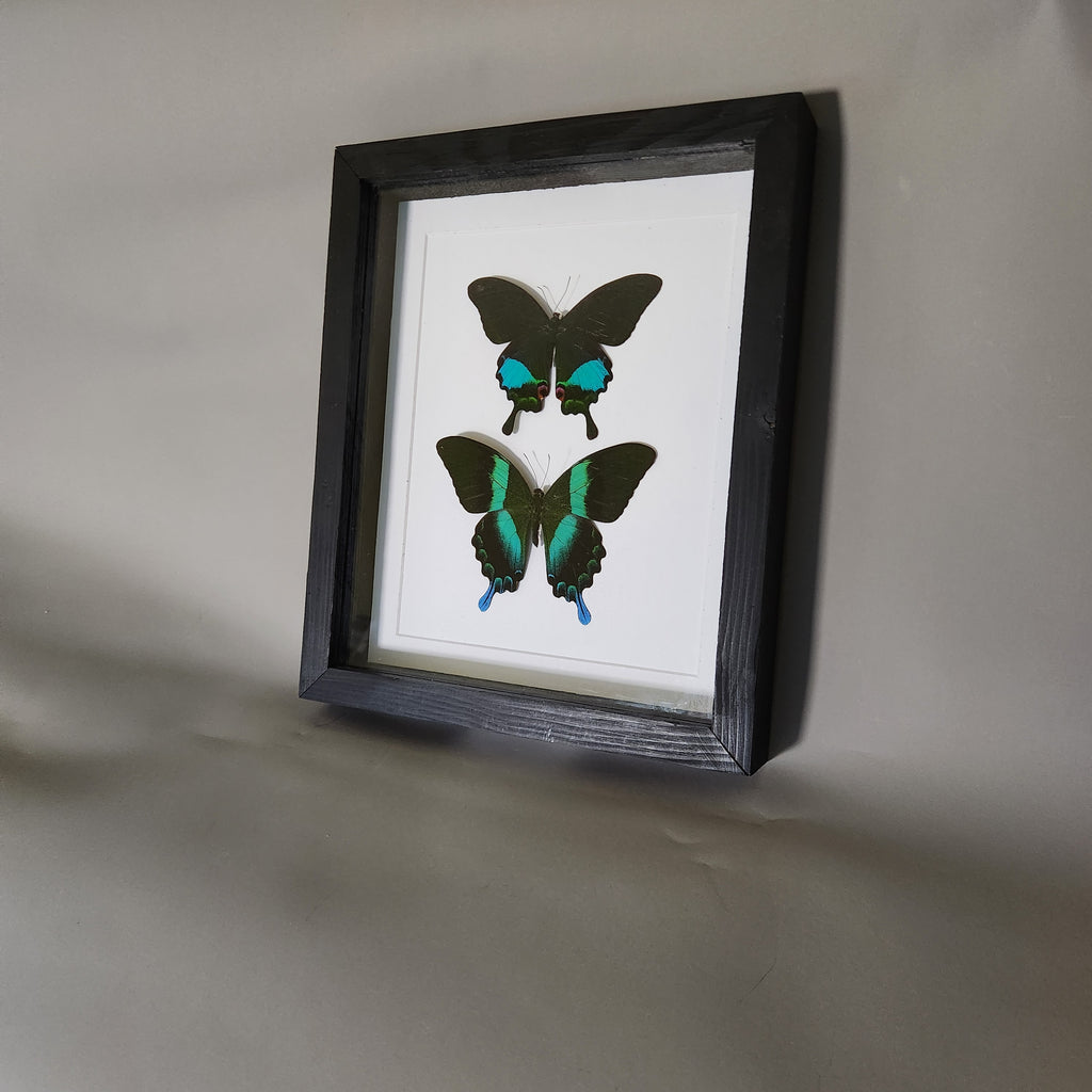 Papilio Karna and Blumei Double Piece