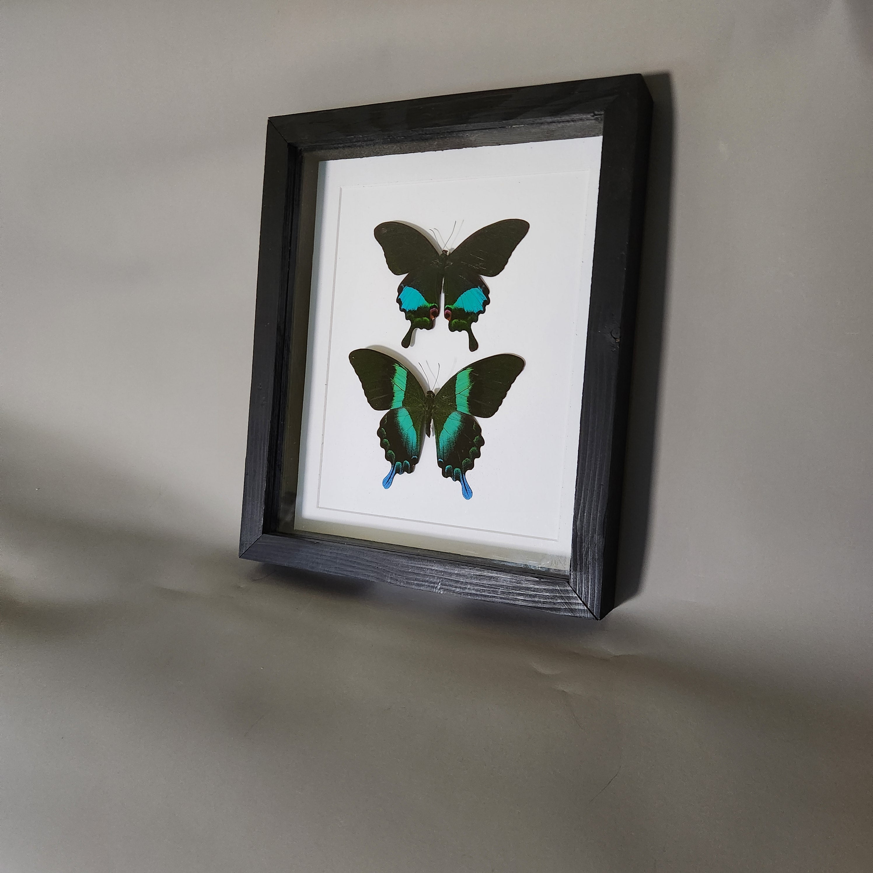 Papilio Karna and Blumei Double Piece