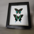 Papilio Karna and Blumei Double Piece