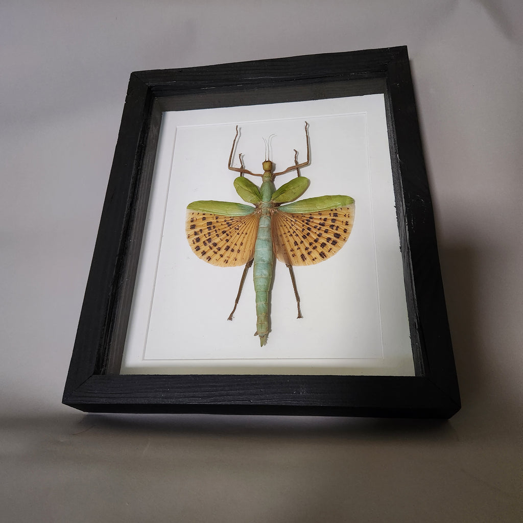 Orange Spotted Stick Insect
