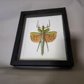 Orange Spotted Stick Insect