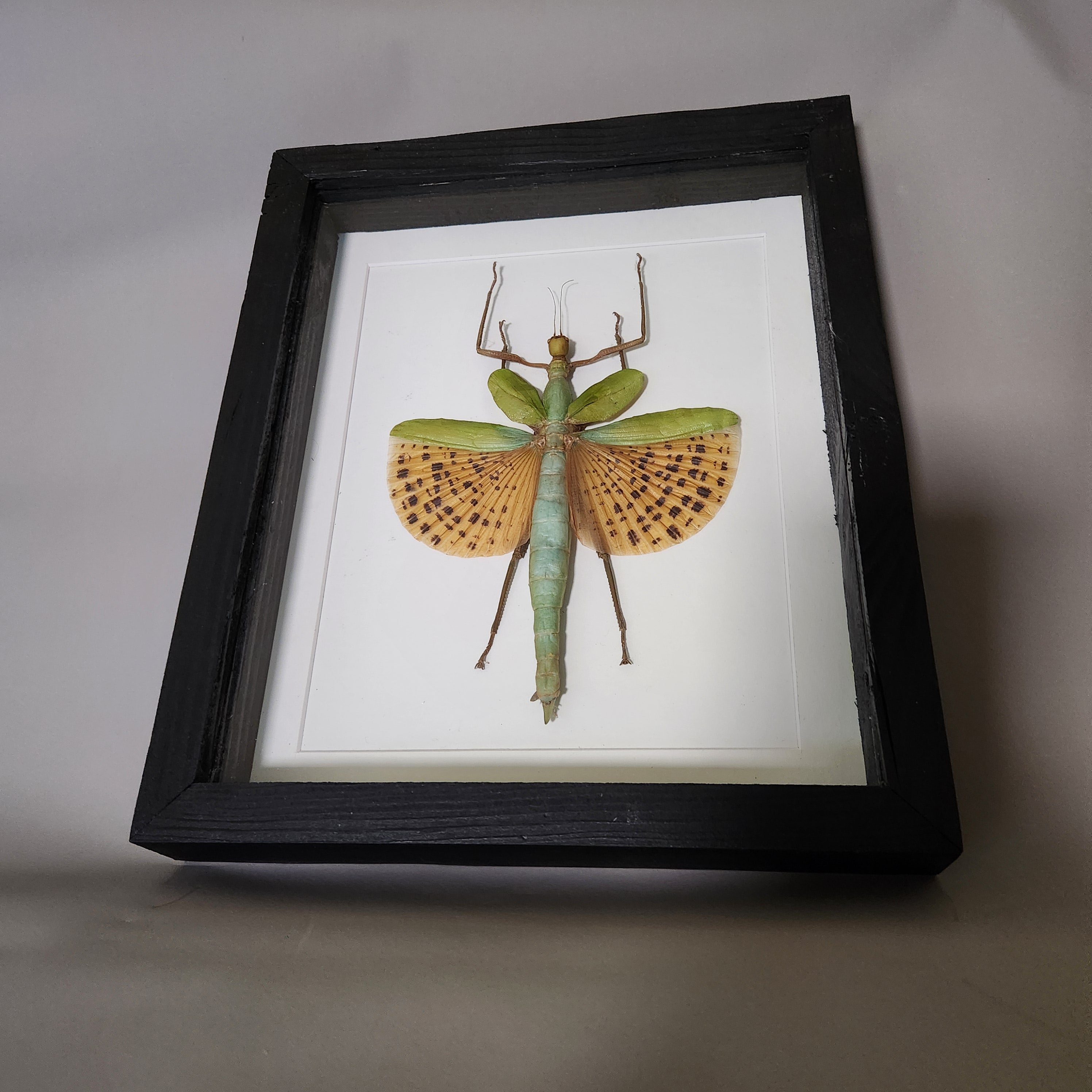 Orange Spotted Stick Insect